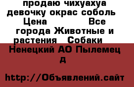 продаю чихуахуа девочку,окрас соболь › Цена ­ 25 000 - Все города Животные и растения » Собаки   . Ненецкий АО,Пылемец д.